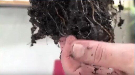 Lluvia sólida, un invento que está revolucionando la agricultura