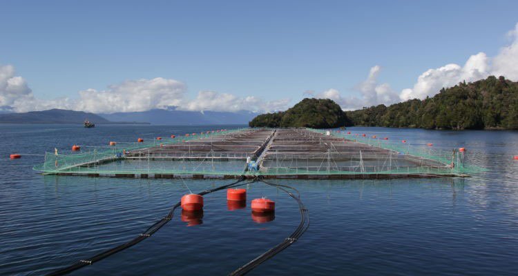 Redes flotantes donde se realiza la acuicultura