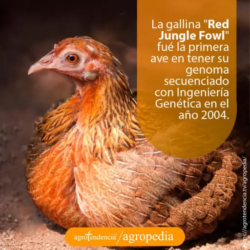 Gallinas ponedoras - gallina - razas de las gallinas ponedoras - alimentación de las gallinas ponedoras - enfermedades de las gallinas ponedoras - manejo de las gallinas ponedoras - reproducción de las gallinas ponedoras