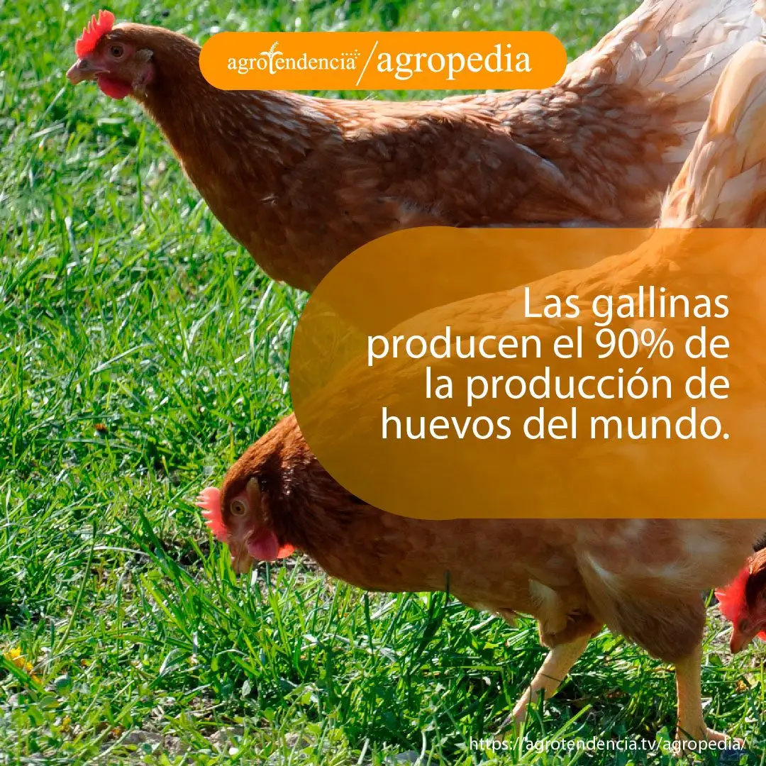 gallina-producción-huevo-mundial Dos gallinas pastoreando