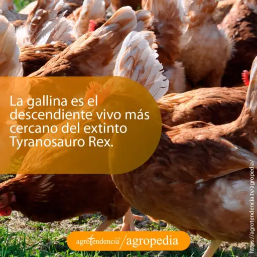 Grupo de gallinas rojas