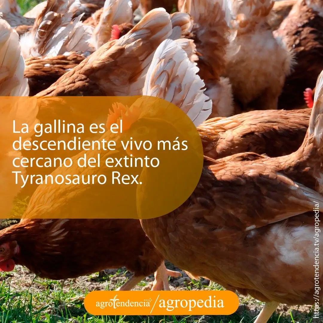 gallina-desciende-tyranosauro-rex Grupo de gallinas rojas