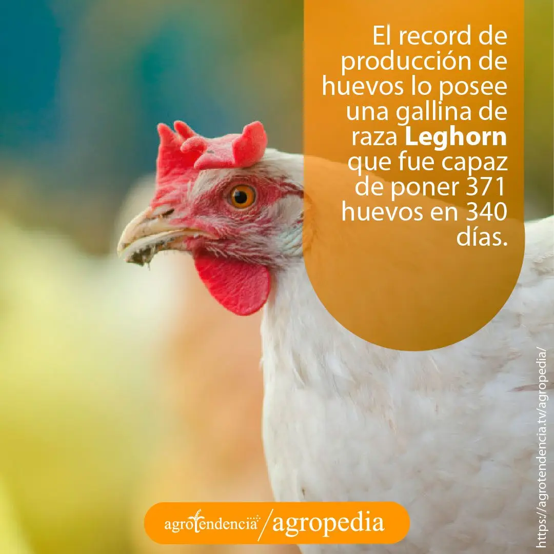 gallina-raza-leghorn-record-postura Una gallina blanca