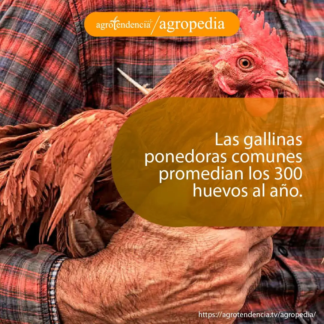 producción-huevo-gallina Una gallina tomada por las manos de un hombre