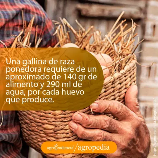 Hombre con una cesta llena de huevos de gallina