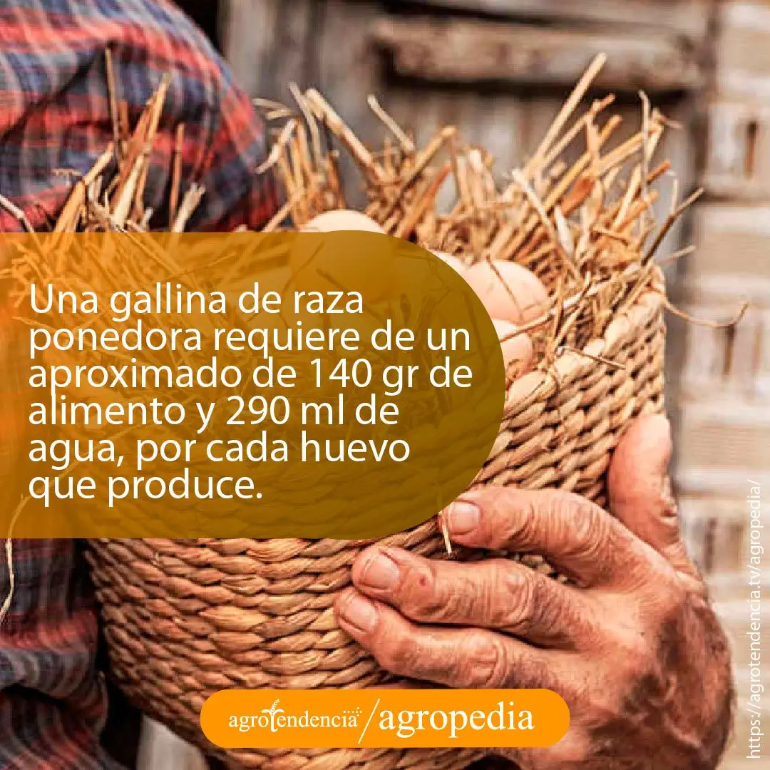 alimentación-gallina-ponedora Hombre con una cesta llena de huevos de gallina