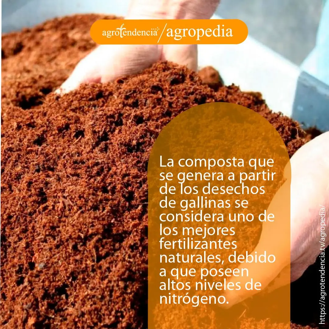 desechos-gallinas-compost Residuos de gallinas ponedoras