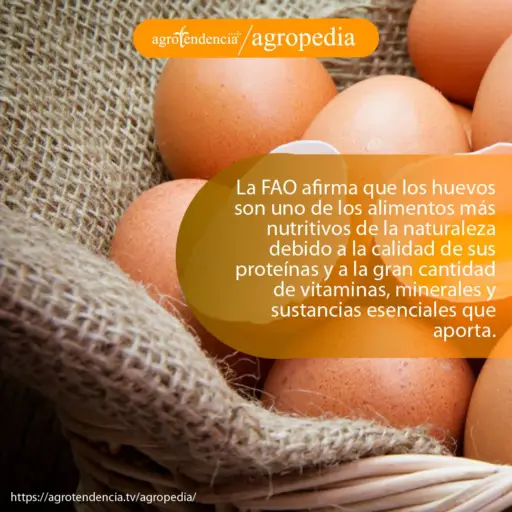 Huevos de galllina encima de una loneta