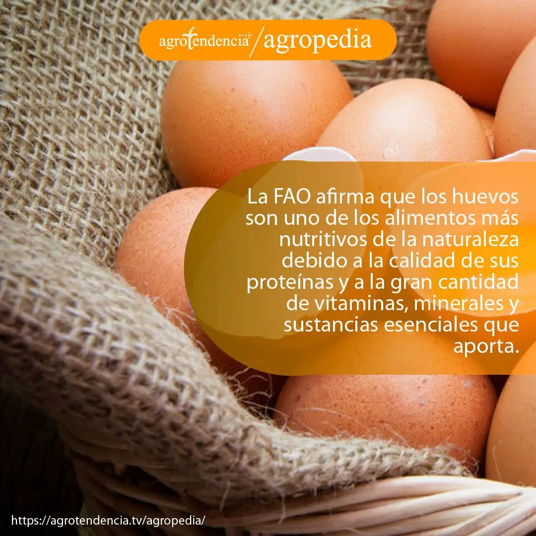 Huevo-gallina-alimento-nutritivo Huevos de galllina encima de una loneta
