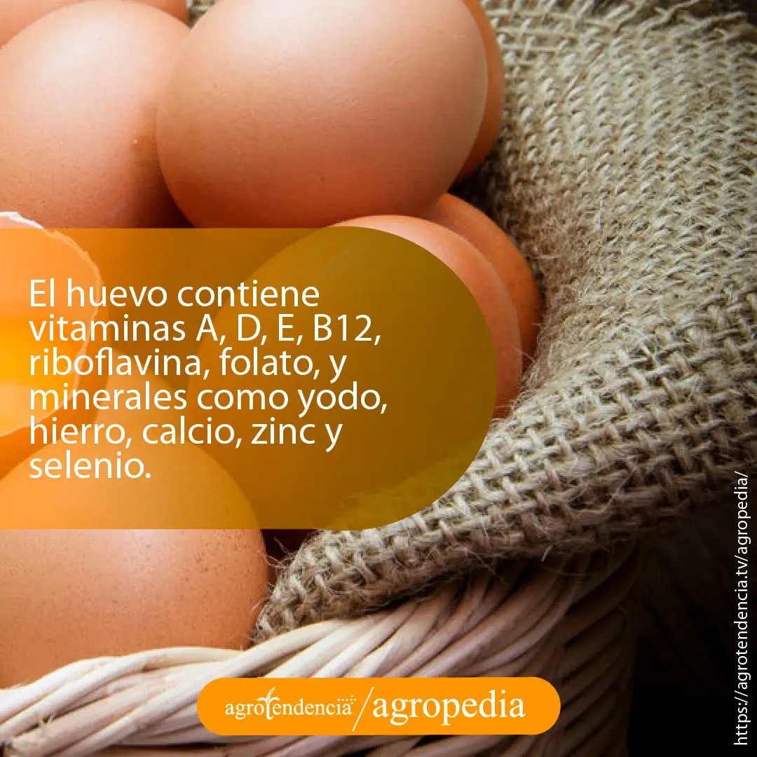 componentes-nutricionales-huevo-gallina Huevos de gallina en cesta