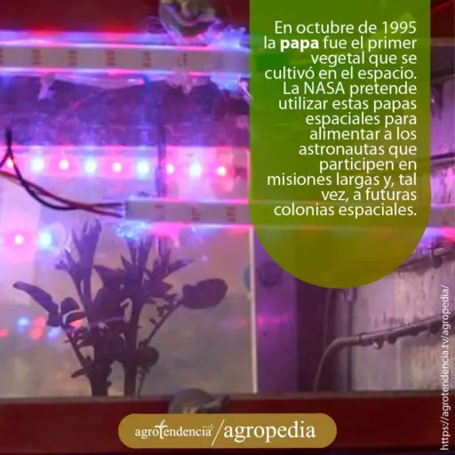 Cultivo de papa sembrado bajo atmosfera lunar