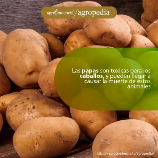 Cultivo de papa - Papas aglomeradas