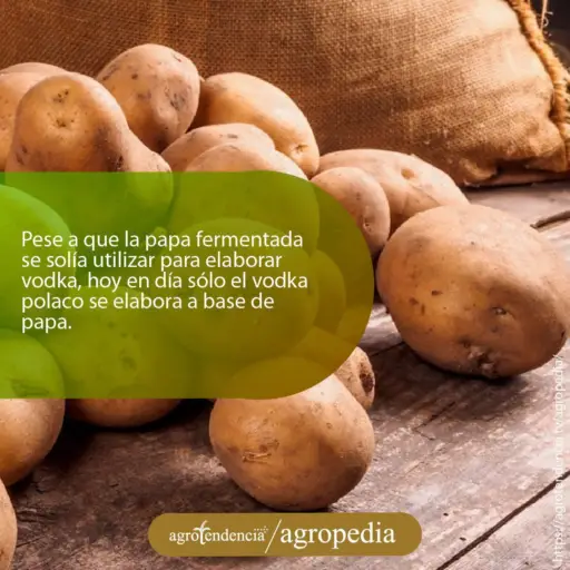 Cultivo de papa - Papas fuera de un saco