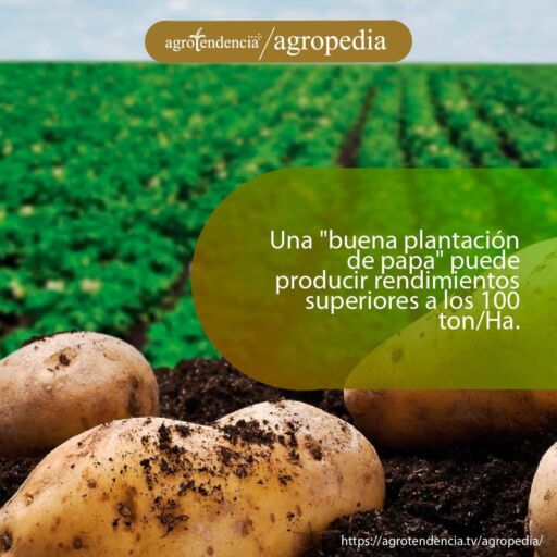 Cultivo de papa - Papas encima de tierra negra y detrás de fondo su cultivo