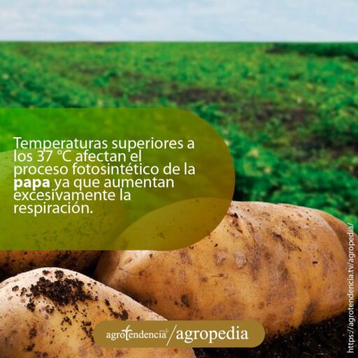 Cultivo de papa - Vista cercana de tres papas y al fondo su cultivo