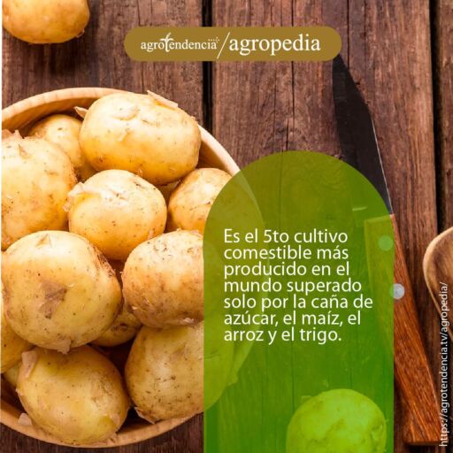 Cultivo de papa - Un tazón lleno de papas