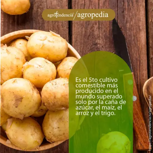 Cultivo de papa - Un taz&oacute;n lleno de papas