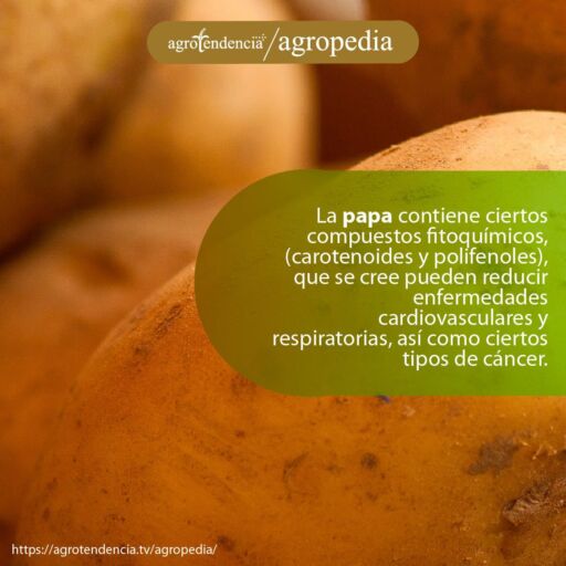 Cultivo de la papa - Zoom de una papa