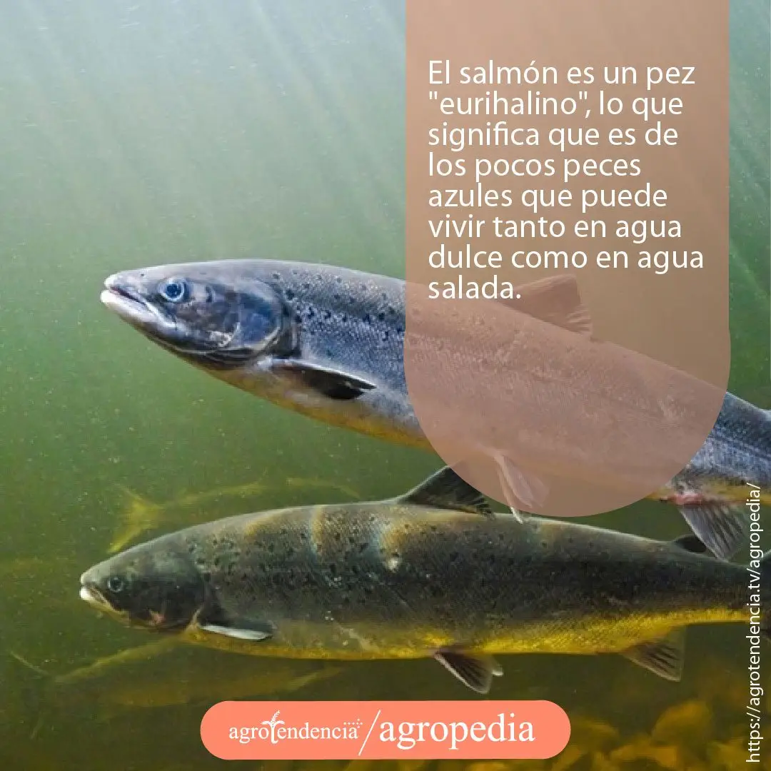 dos salmones nadando