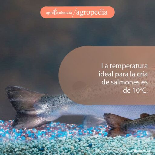 dos colas de salmones