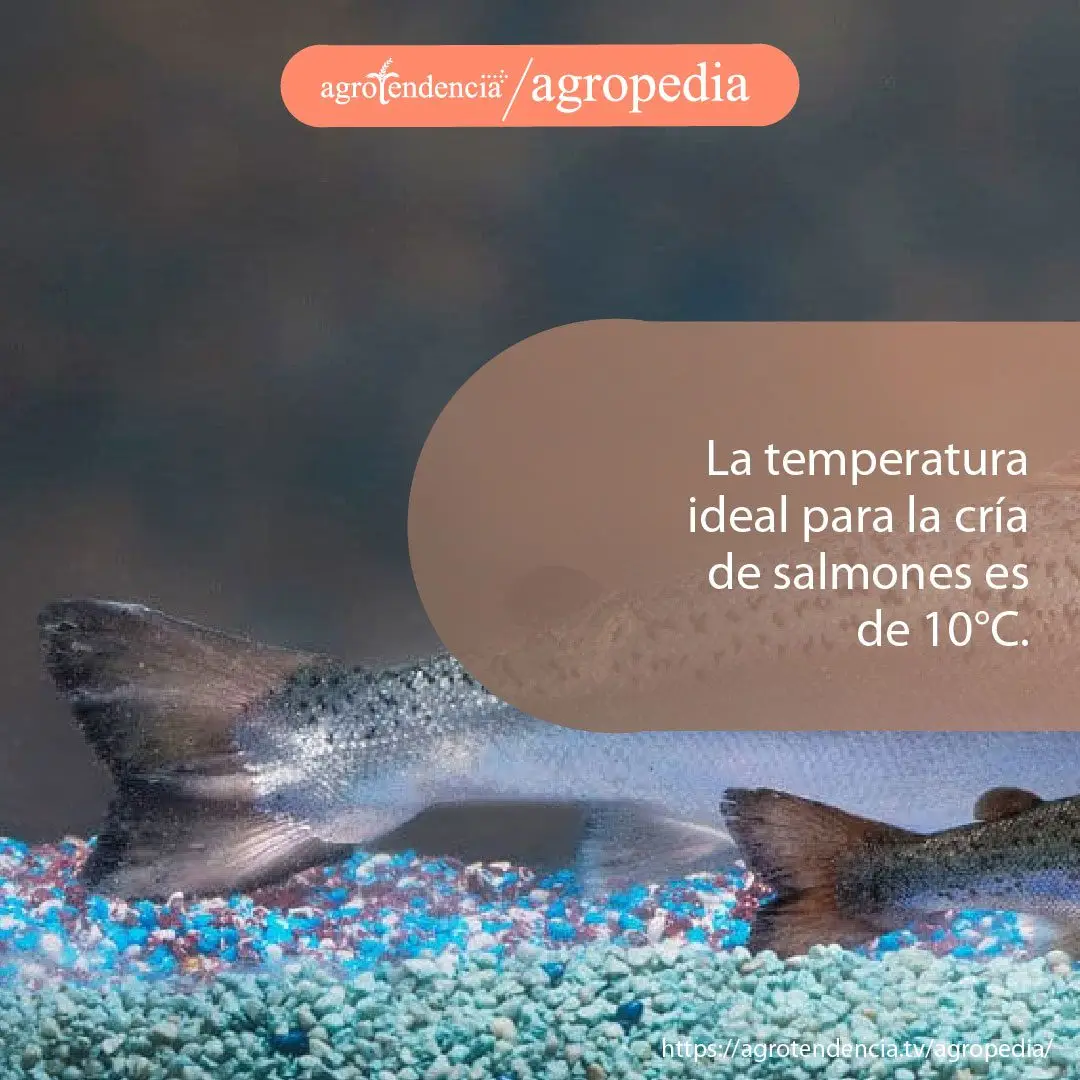 dos colas de salmones