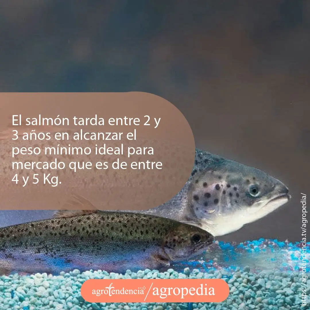dos salmones mirando a la derecha