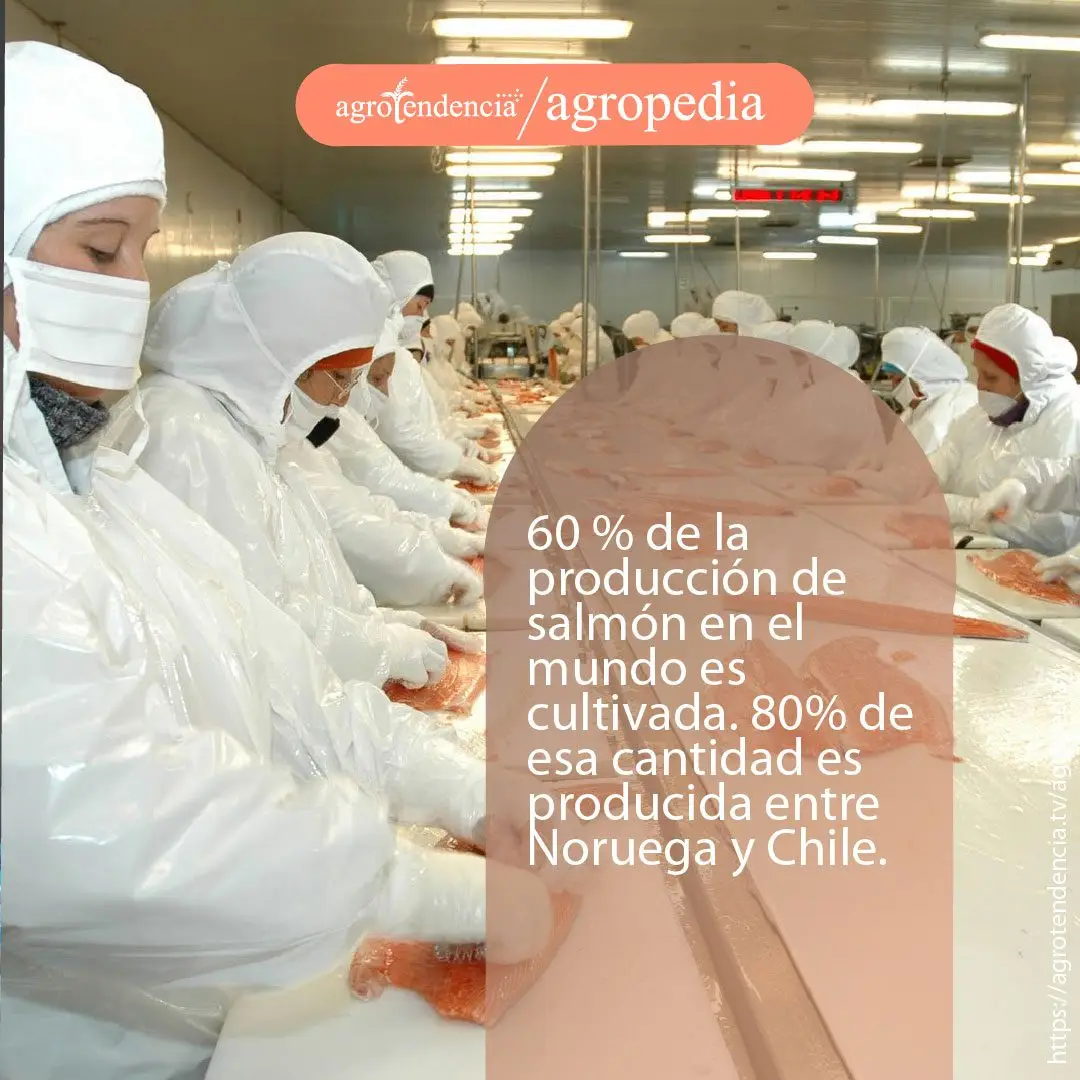 Personas preparando filetes de salmón, cubiertas totalmente de indumentaria blanca