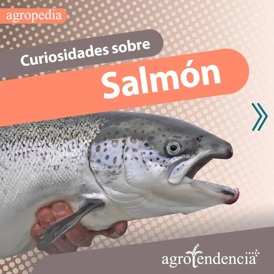 un salmón con la boca abierta
