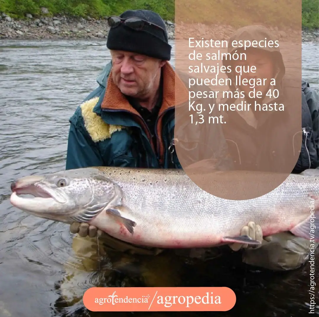 dos personas sujetando un gran salmón
