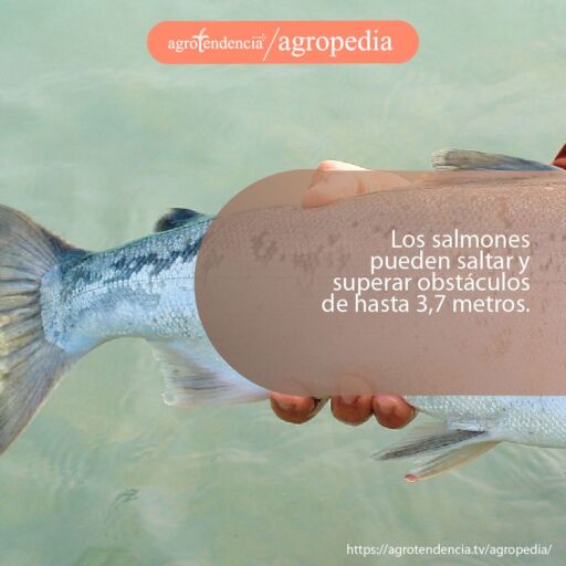 cola de un salmón