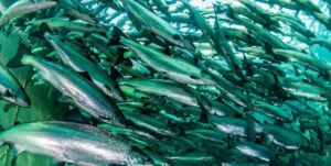 Acuicultura - Beneficios de la acuicultura