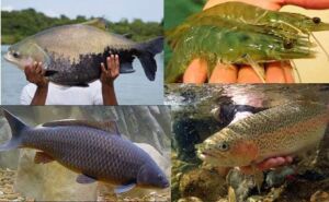 Acuicultura - Beneficios de la acuicultura
