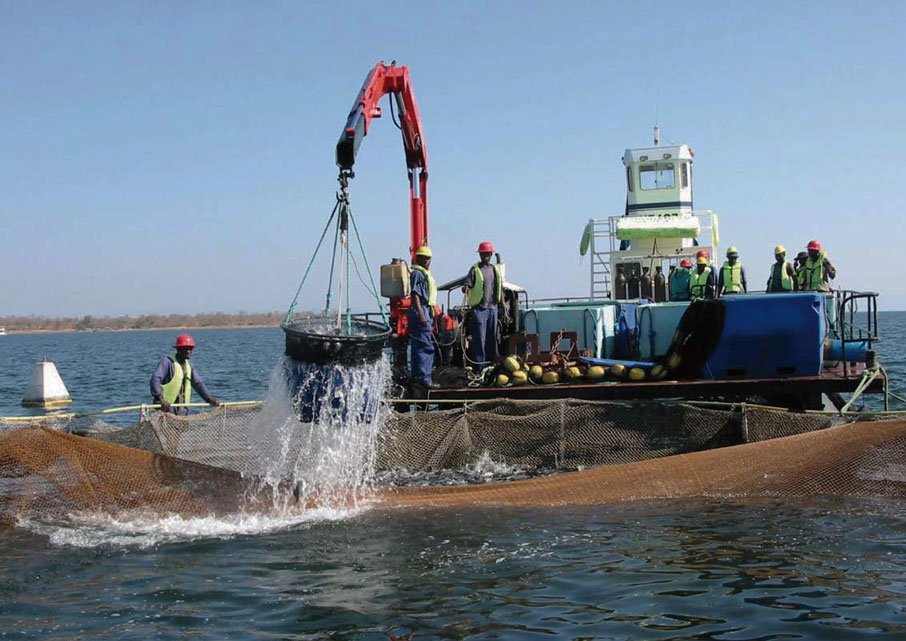 Una embarcación marina cosechando mecánicamente peces a partir de la acuicultura 