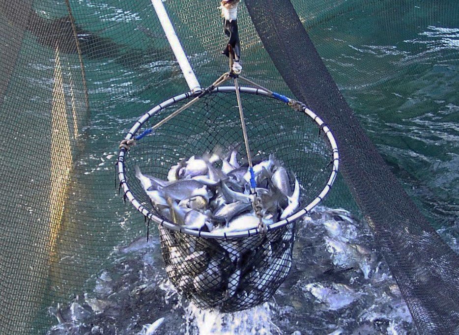 Una red en forma de cesta cosechando peces