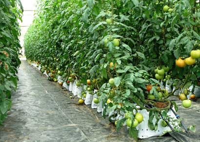 Plantas de tomate tutoradas bajo cultivos protegidos.