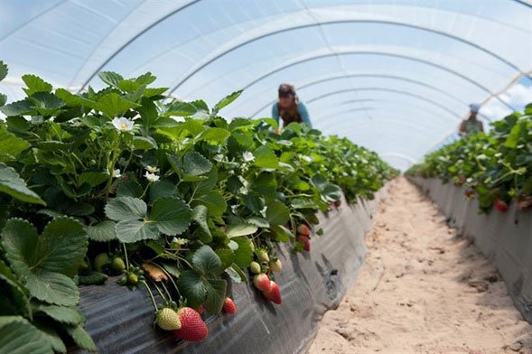 Invernadero - Sistema de mulching en cultivo protegido de fresa