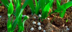 Fertilizante - fertilizantes - Usos de los fertilizantes - Importancia de los fertilizantes para los cultivos
