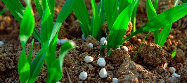 gránulos de fertilizantes entre plántulas emergiendo desde el suelo