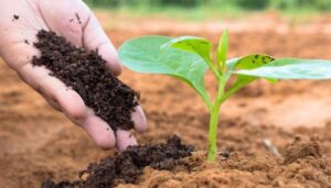Fertilizante - fertilizantes - Usos de los fertilizantes - Importancia de los fertilizantes para los cultivos