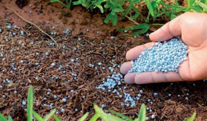 mano aplicando fertilizante al suelo en forma de gránulos azules