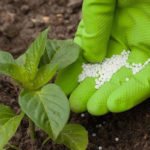 Fertilizante - fertilizantes - Usos de los fertilizantes - Importancia de los fertilizantes para los cultivos