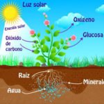 Fertilizante - fertilizantes - Usos de los fertilizantes - Importancia de los fertilizantes para los cultivos - Tipos de fertilizantes