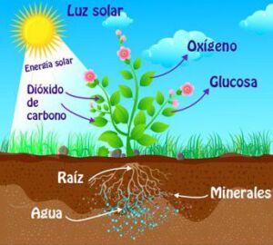 Fertilizante - fertilizantes - Usos de los fertilizantes - Importancia de los fertilizantes para los cultivos - Tipos de fertilizantes