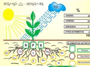 Fertilizante - fertilizantes - Usos de los fertilizantes - Importancia de los fertilizantes para los cultivos - Tipos de fertilizantes