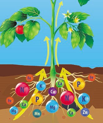 Dibujo de plántula de tomate y la influencia de la fertilización y el movimiento de nutrientes