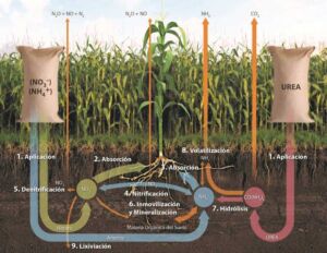 Fertilizante - fertilizantes - Usos de los fertilizantes - Importancia de los fertilizantes para los cultivos - Tipos de fertilizantes