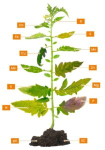 Fertilizante - fertilizantes - Usos de los fertilizantes - Importancia de los fertilizantes para los cultivos - Tipos de fertilizantes
