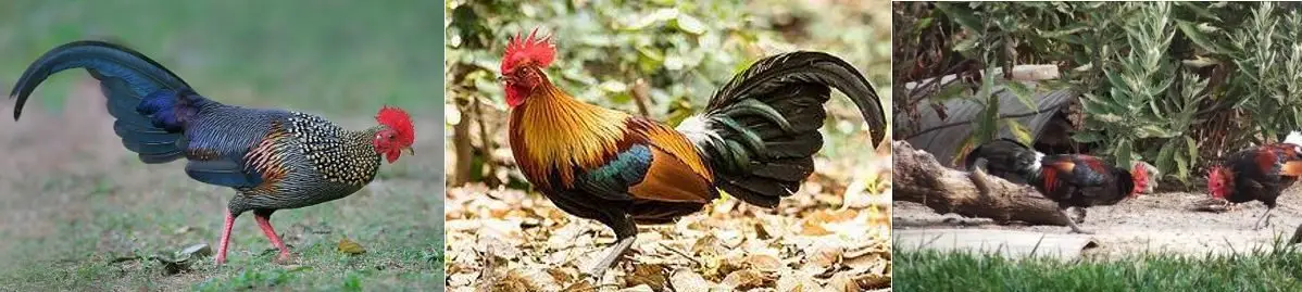Gallus gallus sonnerati, Gallus gallus bankiva Gallus gallus murgui