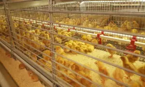 Gallinas ponedoras - gallina - razas de las gallinas ponedoras - alimentación de las gallinas ponedoras - enfermedades de las gallinas ponedoras - manejo de las gallinas ponedoras - reproducción de las gallinas ponedoras