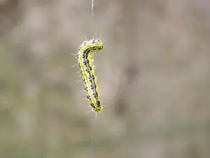 Cultivo de papa - papa - usos gastron&oacute;micos de la papa - plagas y enfermedades de la papa - cosecha de la papa
